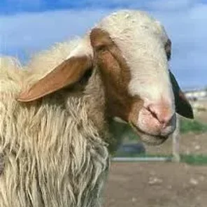 Comisana