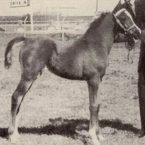 TAFFONA