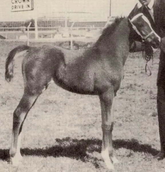 TAFFONA