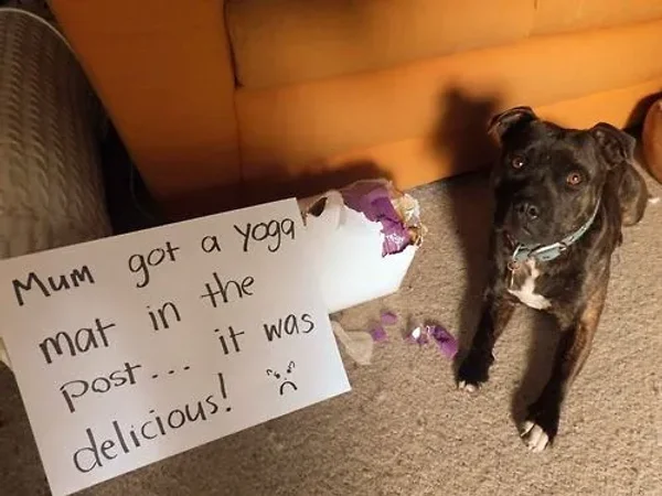 Naughty Dogs