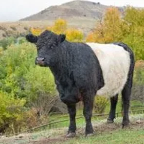 Belted Galloway