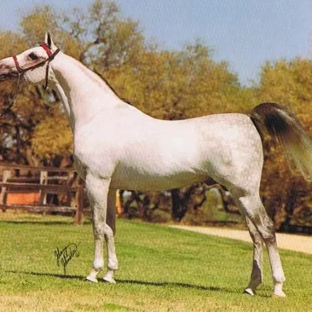Ansata El Arabi