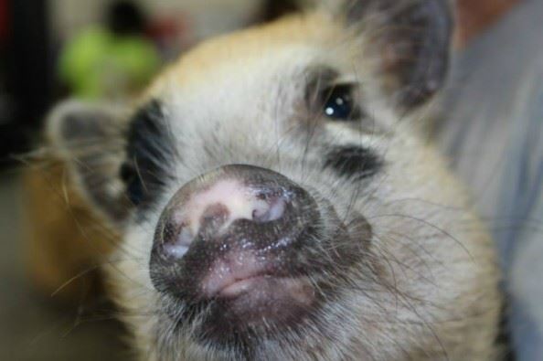 Mini, Tea Cup, Micro, Pixie Pig Enrichment