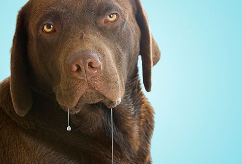Why Does My Dog Drool So Much?