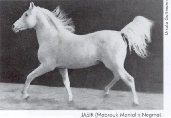 Jasir