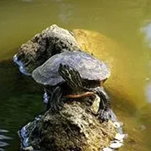 Eastern River Cooter