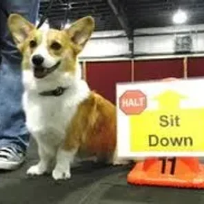Agility Part 2 (Rally)