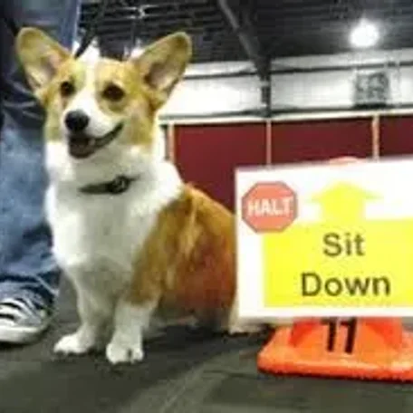 Rally