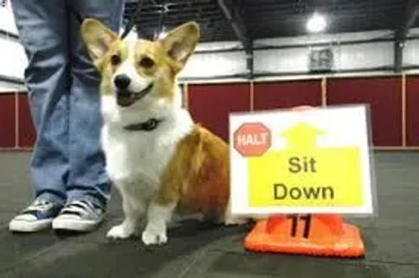 Rally