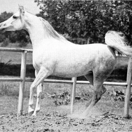ANSATA DAMIETTA