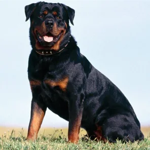 Rottweiler - # 10 Favorite Breed