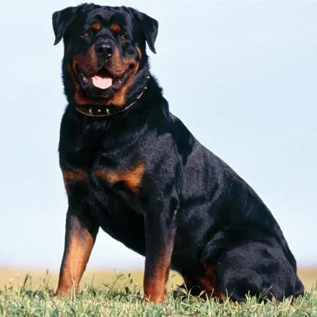 This large, powerful dog can be a steady and gentle companion.
