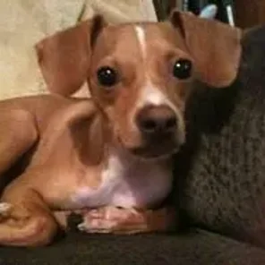 Italian Grey Min Pin (Designer Dog)