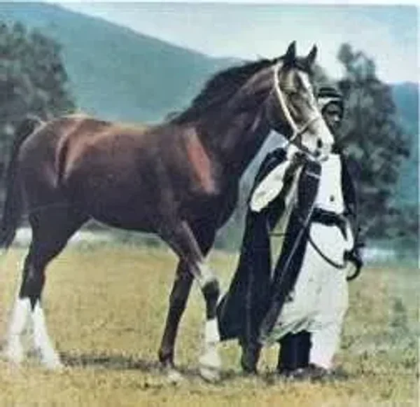 *HAMRAH