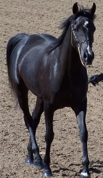 Zephyr Zamir