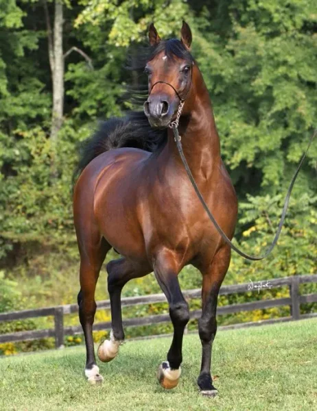 
2013 United States Sport Horse National Championship.
DBA Saiwojski++ wins United States National Champion Stallion Sport Horse in Hand. 
Congratulations Craig he's beautiful!
