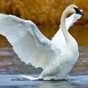 Trumpeter Swan
