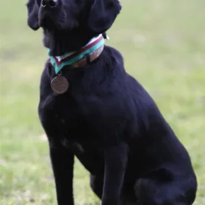 Memorial Day: Animals Among War Heroes Celebrated