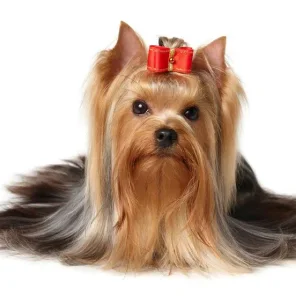 Yorkshire Terrier - #6 Favorite Breed