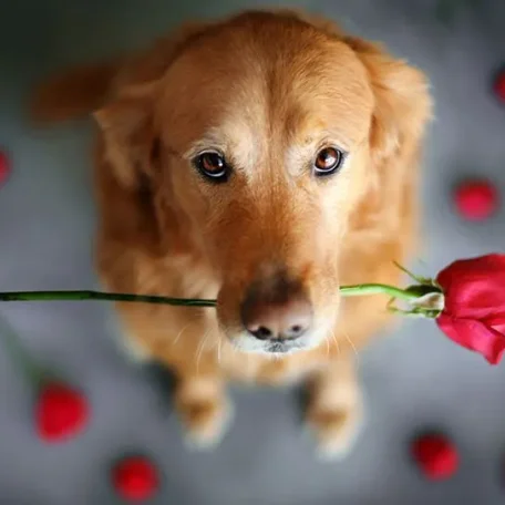 Smart, good-natured, and eager to please, the Golden Retriever excels as a family companion and working dog.