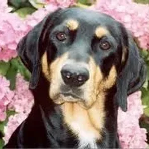 Hungarian Hound