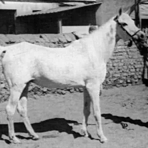 Mahasin