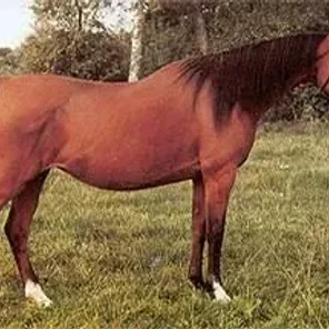cesa