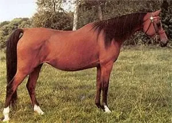 cesa