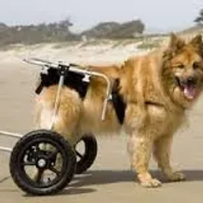 Rankings of Dog Breeds Suffering From Hip Dysplasia