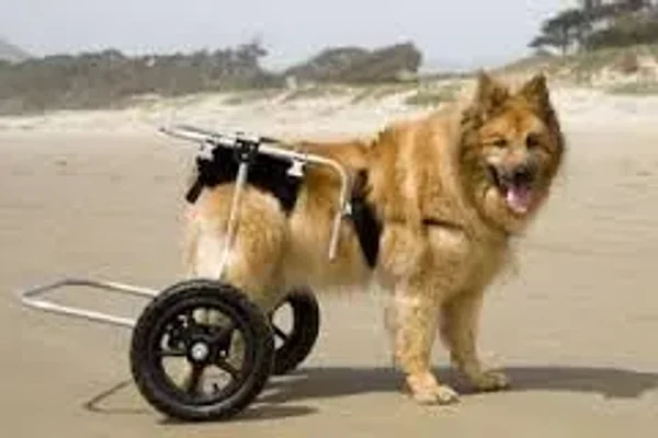 Hip Dysplasia in Dogs