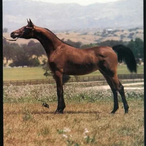 Careliss Whisper