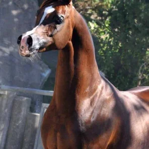 Ajman Moniscione