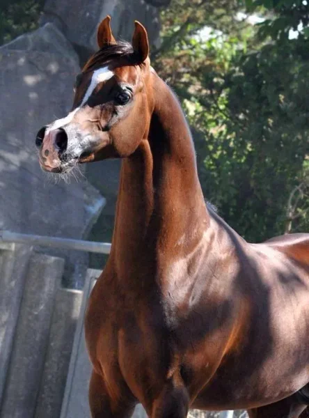 Ajman Moniscione
