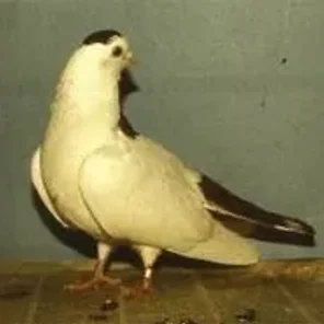 Ural Striped Maned Pigeon