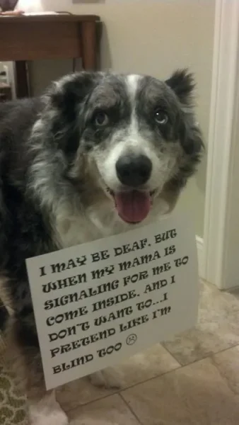 Naughty Dogs