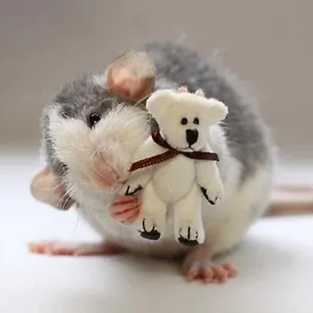 Some More Dalmatian Rats!