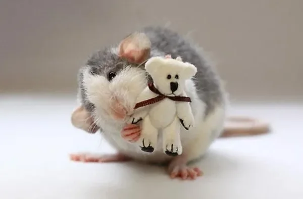 Some More Dalmatian Rats!
