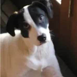 Rottaf (Designer Dog)