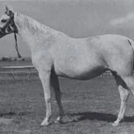 EL-ZABIBE