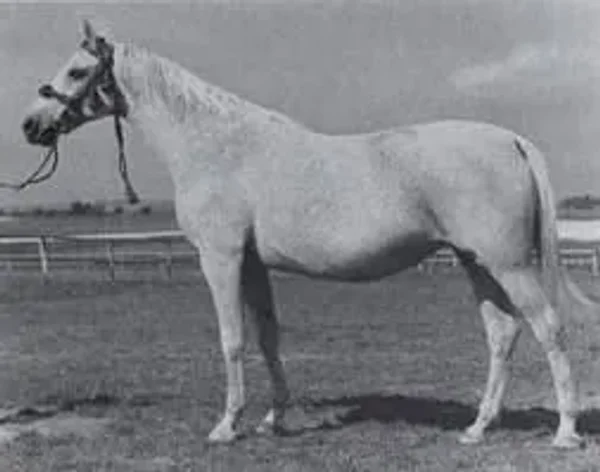 EL-ZABIBE