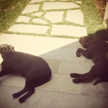 Doggone! Kardashian Family Pets Disappear Into Thin Air