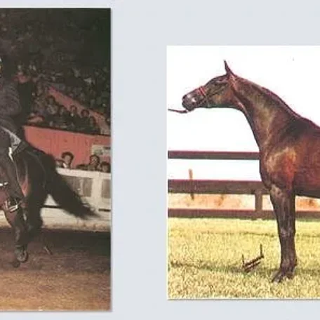 National Champion Bint Miss Fire.