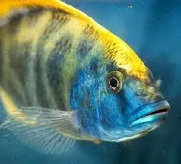 Fish - Fresh Water
