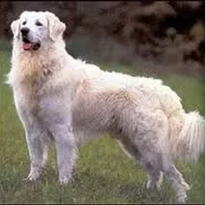 Kuvasz