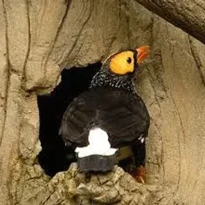 Yellow-faced Myna