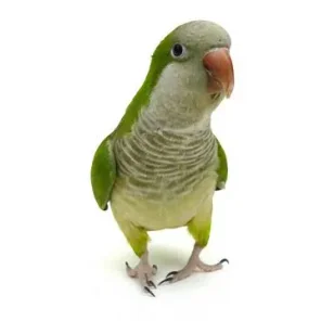 Medium Parrot Supplies Checklist - Caiques, Small Conures, Lories, Large Parakeets, Pionus, and Poicephalus