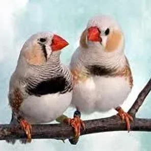 Chestnut Flanked White Zebra