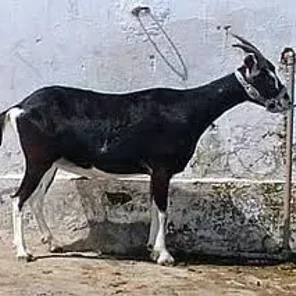 SRD