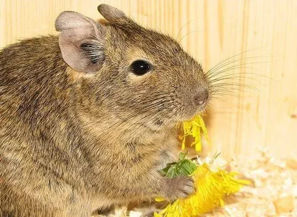 Cute Degu