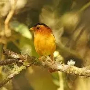Black-capped Piprites